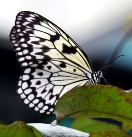 Phuket Butterfly garden