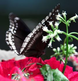 Phuket Butterfly Garden