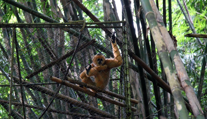 Gibbon à Khao Phra Thaeo (Phuket)