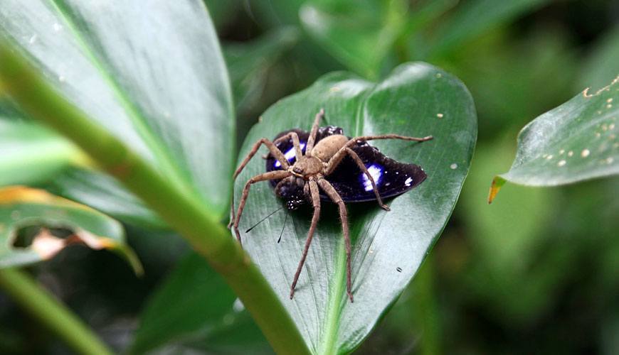 Phuket Butterfly Garden