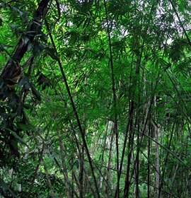 Réserve de Khao Phra Thaeo